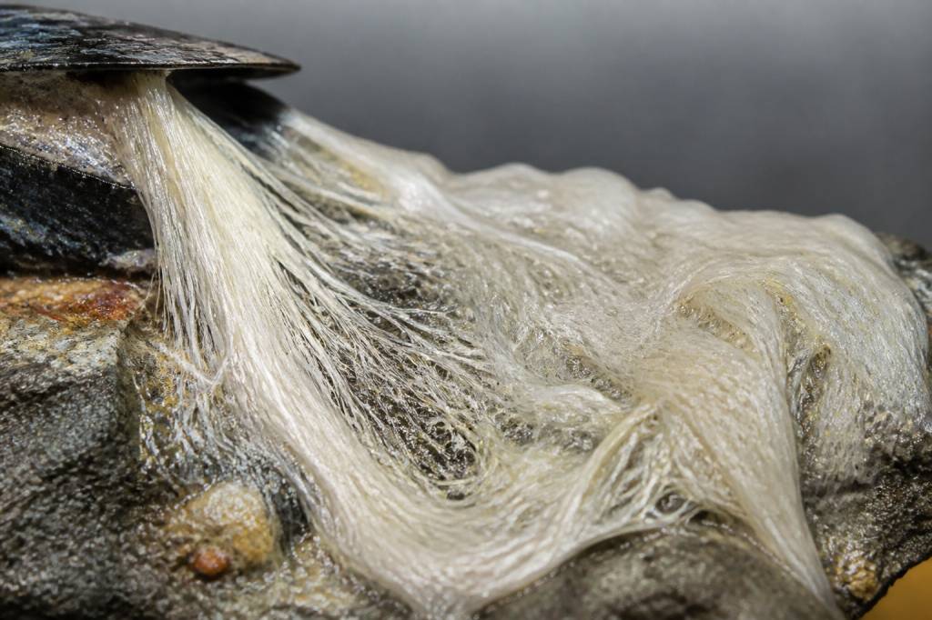 Byssus tissu : définition, usages et avantages d’un textile biosourcé